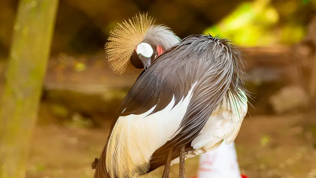 Crested crane