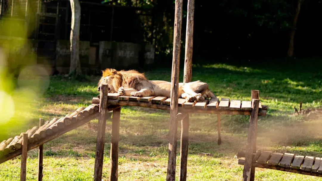 Lion sleeping