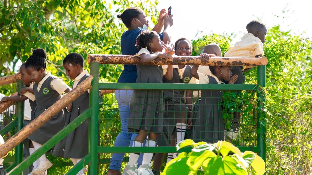 Pupils viewing animals