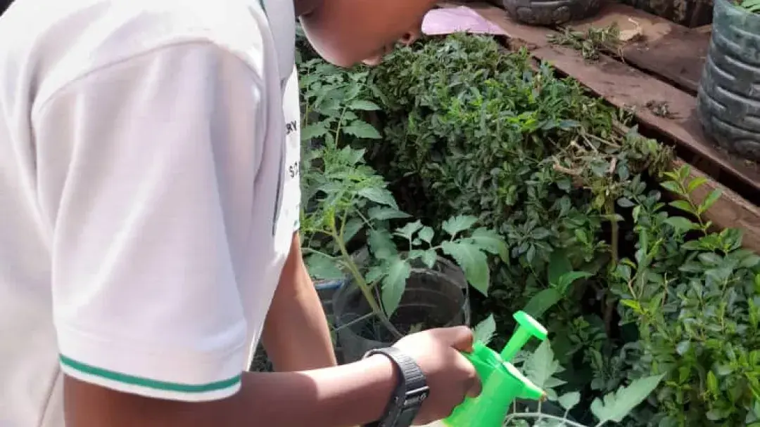 Progress of our vegetable garden