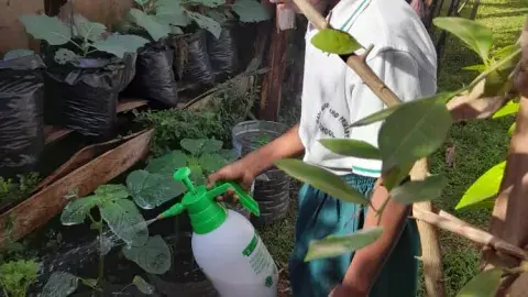 Progress of our vegetable garden