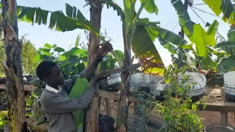 Stuart, used a pruner to trim a small part of the banana plant.